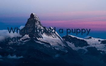 What should a puppy eat?