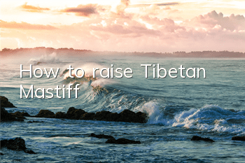 How to raise Tibetan Mastiff
