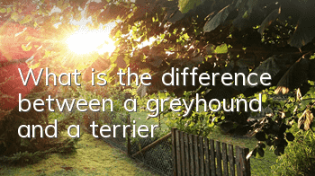 What is the difference between a greyhound and a terrier?