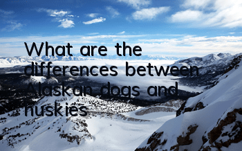 What are the differences between Alaskan dogs and huskies?