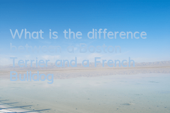 What is the difference between a Boston Terrier and a French Bulldog?
