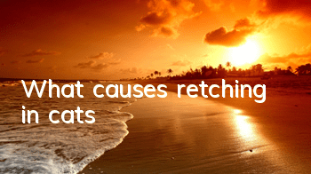 What causes retching in cats?