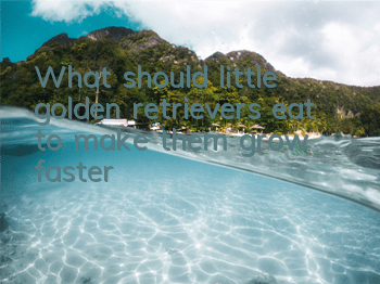 What should little golden retrievers eat to make them grow faster?