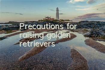 Precautions for raising golden retrievers