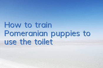 How to train Pomeranian puppies to use the toilet