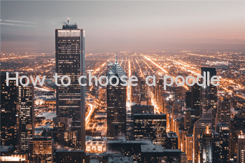 How to choose a poodle