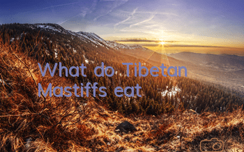 What do Tibetan Mastiffs eat?