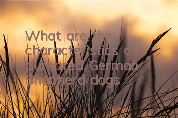 What are the characteristics of purebred German Shepherd dogs?