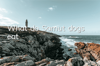 What do Samut dogs eat?