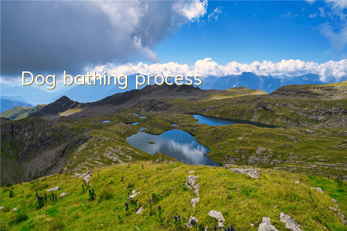 Dog bathing process