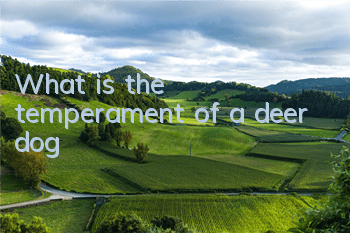 What is the temperament of a deer dog?