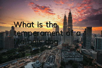 What is the temperament of a Malinois dog?
