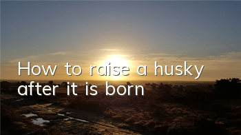 How to raise a husky after it is born