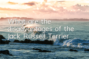 What are the disadvantages of the Jack Russell Terrier?
