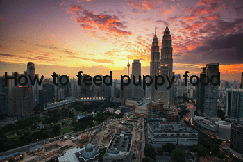 How to feed puppy food