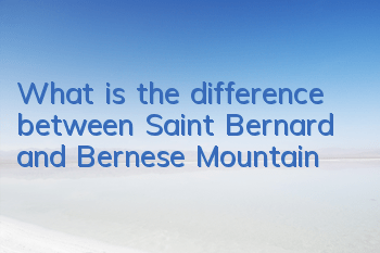 What is the difference between Saint Bernard and Bernese Mountain?