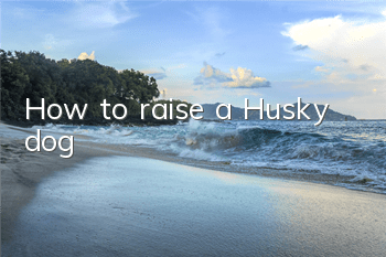 How to raise a Husky dog