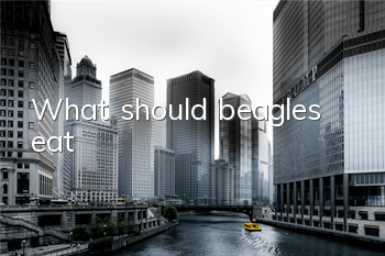 What should beagles eat?