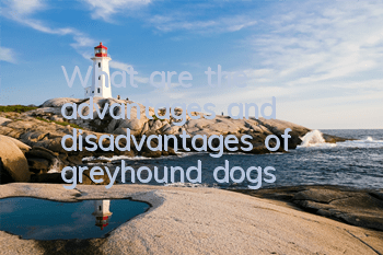 What are the advantages and disadvantages of greyhound dogs