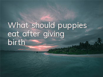 What should puppies eat after giving birth?