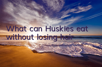 What can Huskies eat without losing hair?