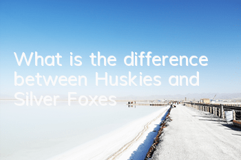 What is the difference between Huskies and Silver Foxes?