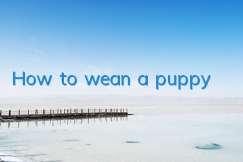 How to wean a puppy