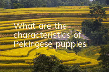 What are the characteristics of Pekingese puppies?