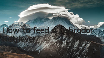 How to feed a Labrador Retriever