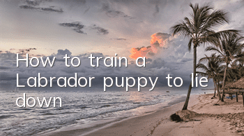 How to train a Labrador puppy to lie down