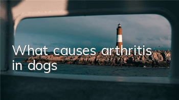 What causes arthritis in dogs