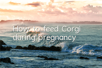 How to feed Corgi during pregnancy