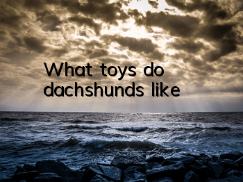What toys do dachshunds like?