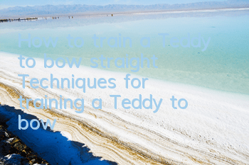 THow to train a Teddy to bow straight? Techniques for training a Teddy to bow!