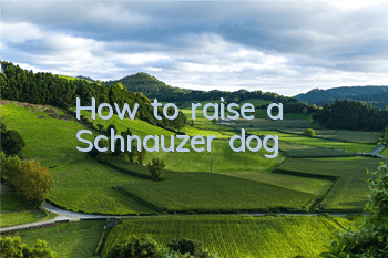 How to raise a Schnauzer dog