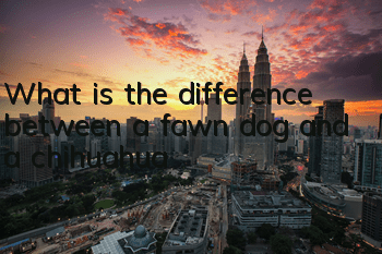 What is the difference between a fawn dog and a chihuahua?