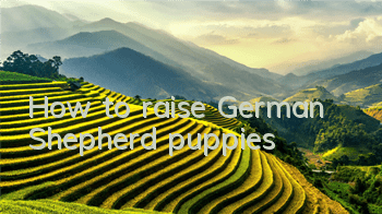 How to raise German Shepherd puppies