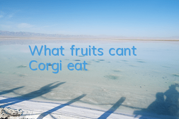 What fruits can’t Corgi eat?
