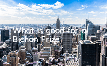 What is good for a Bichon Frize?