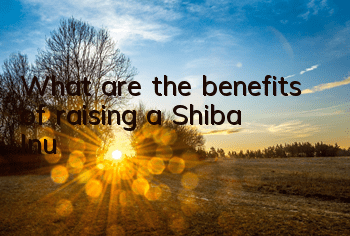 What are the benefits of raising a Shiba Inu?