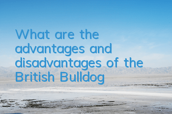 What are the advantages and disadvantages of the British Bulldog?