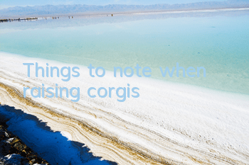 Things to note when raising corgis