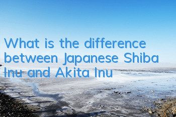 What is the difference between Japanese Shiba Inu and Akita Inu?
