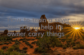 How to train a silver fox dog to help its owner carry things