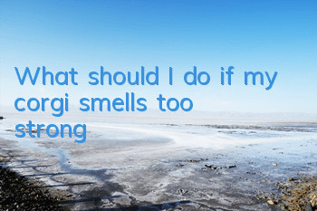 What should I do if my corgi smells too strong?