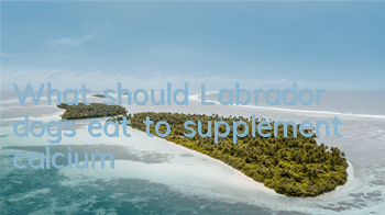 What should Labrador dogs eat to supplement calcium?