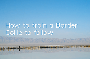 How to train a Border Collie to follow