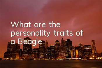 What are the personality traits of a Beagle?