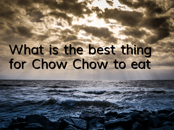 What is the best thing for Chow Chow to eat?
