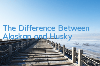 The Difference Between Alaskan and Husky